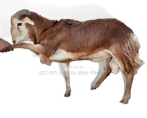 የደለበ የበግ ሙክት ከቤቱ