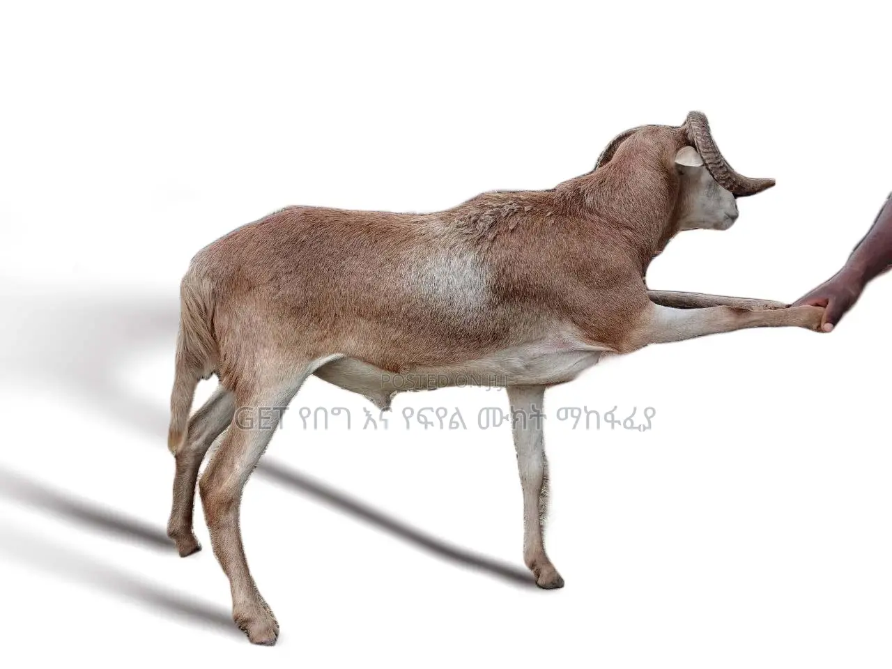 የበግ ሙክት እንዳመልጥዎ