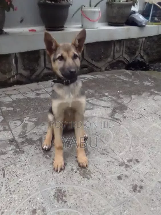 3-6 months Male Purebred German Shepherd
