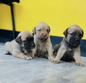 1-3 months Male Purebred Mastiff