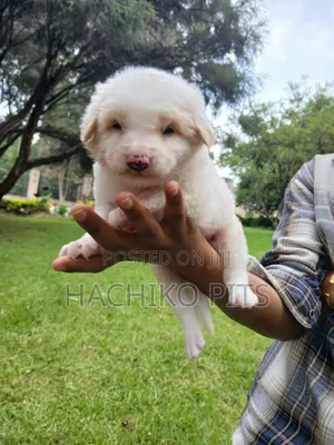 1-3 months Male Purebred Maltese