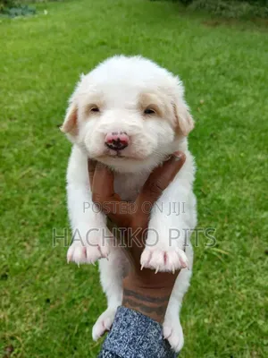 1-3 months Male Purebred Maltese