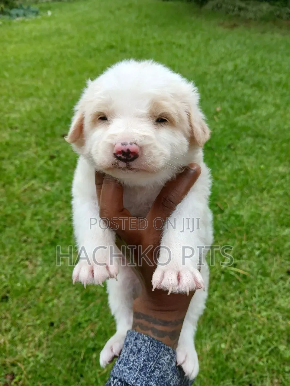 1-3 months Male Purebred Maltese