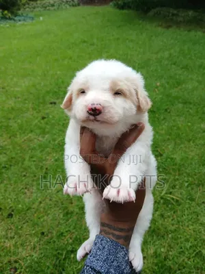1-3 months Male Purebred Maltese