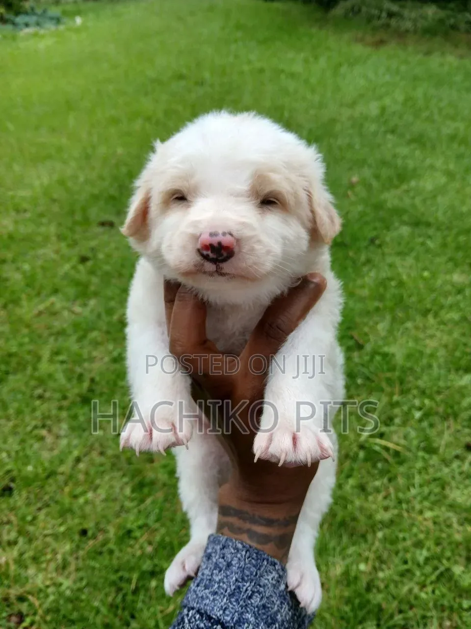 1-3 months Male Purebred Maltese