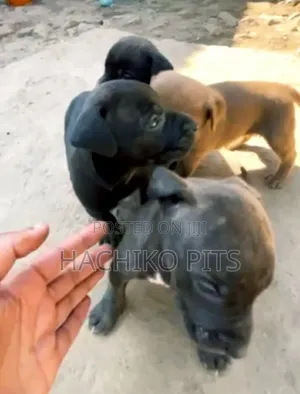 1-3 months Male Purebred American Pit Bull Terrier