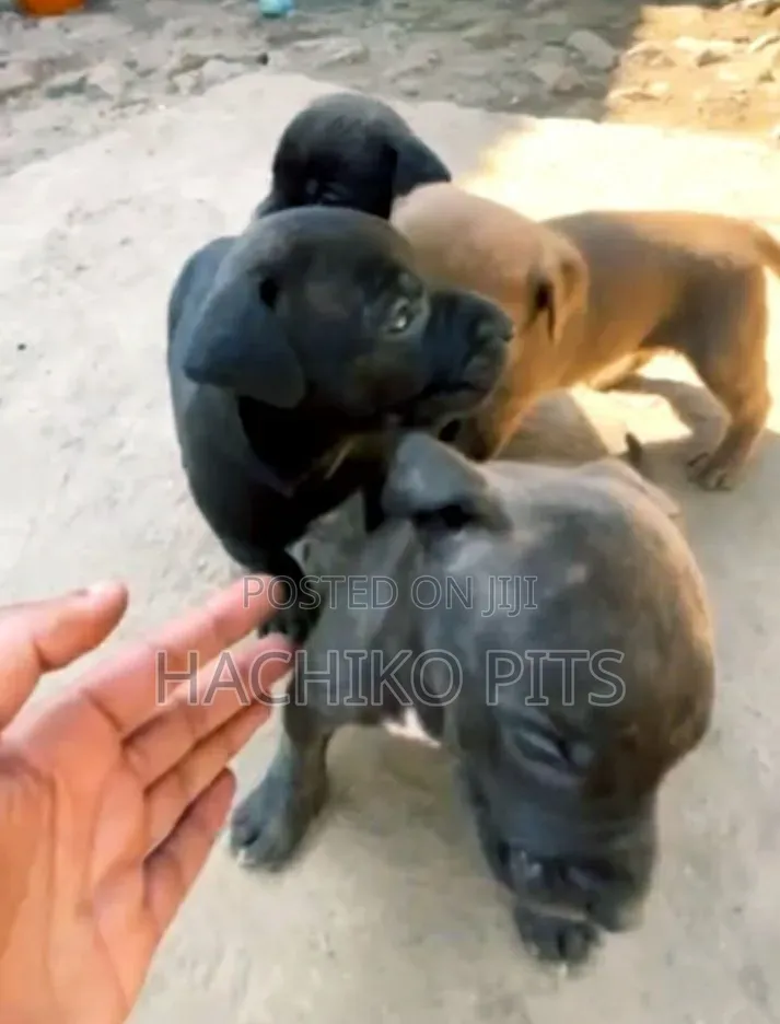 1-3 months Male Purebred American Pit Bull Terrier