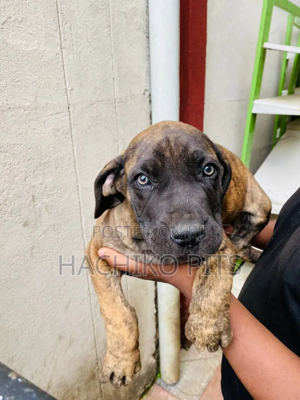 1-3 months Male Purebred Boerboel