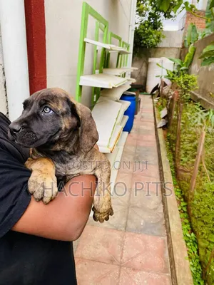 1-3 months Female Purebred Boerboel