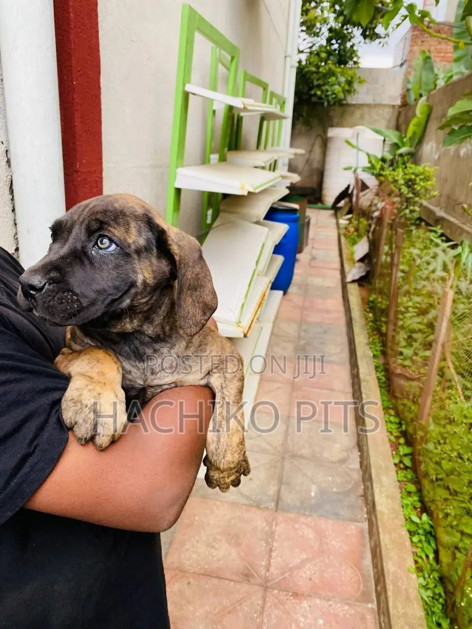 1-3 months Female Purebred Boerboel