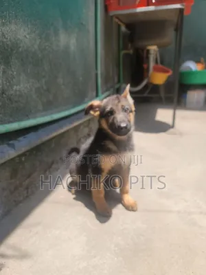 1-3 months Male Purebred German Shepherd