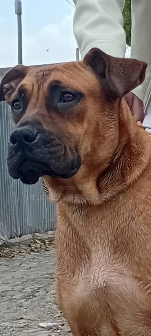 6-12 months Male Purebred Boerboel