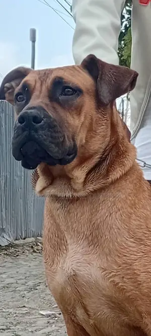 6-12 months Male Purebred Boerboel