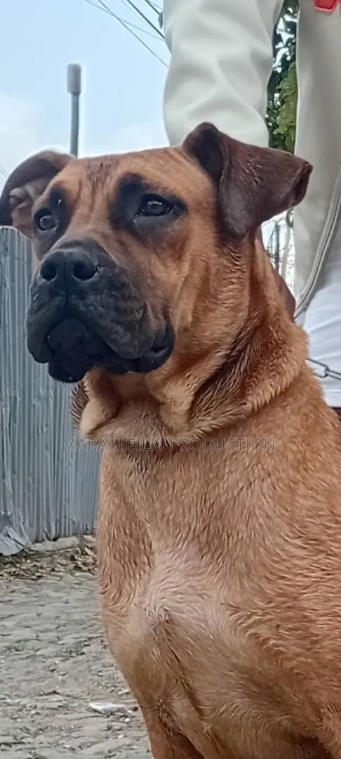 6-12 months Male Purebred Boerboel