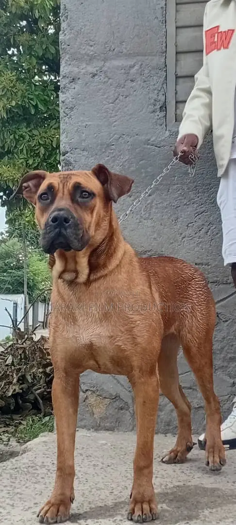 6-12 months Male Purebred Boerboel
