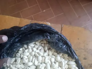 Moringa Seed, Moringa Powder Helath and Natural