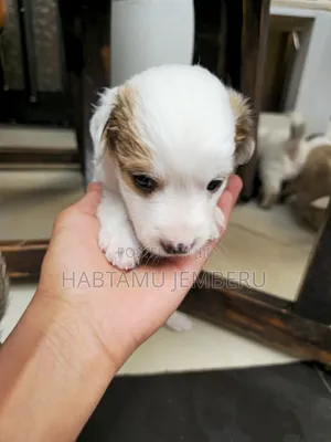 0-1 month Male Purebred Jack Russell Terrier