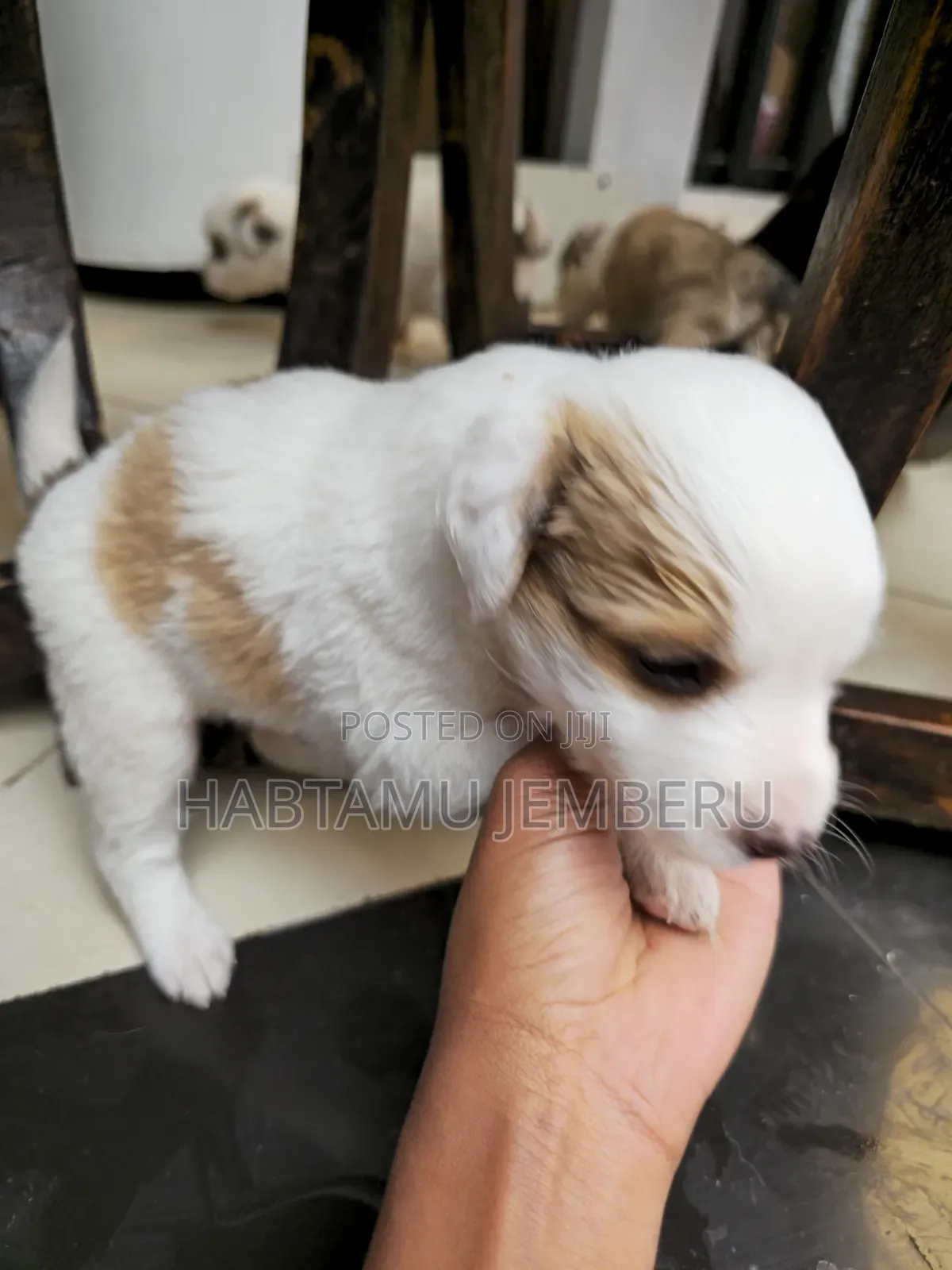 0-1 month Male Purebred Jack Russell Terrier