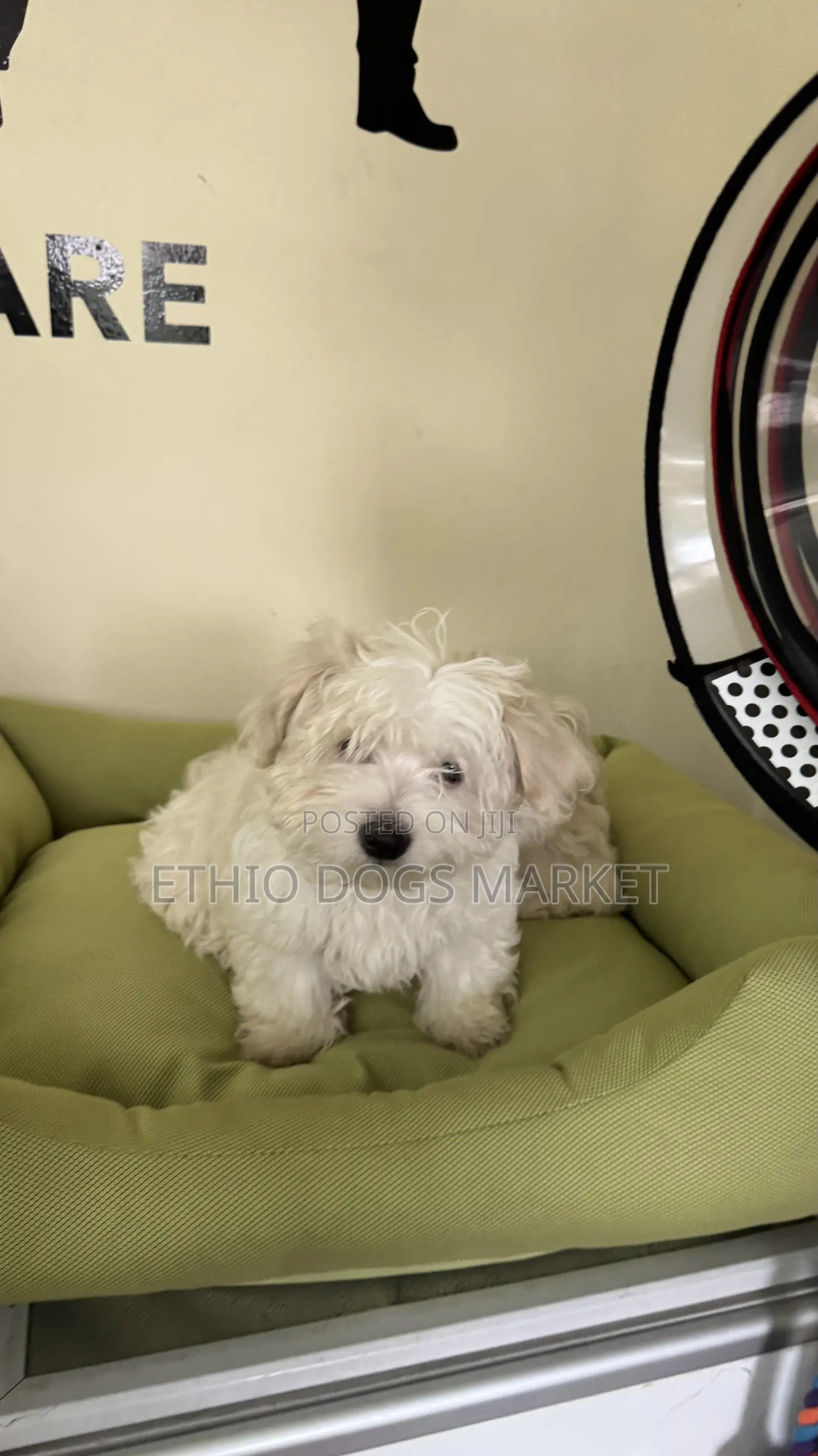 1-3 months Male Purebred Maltese