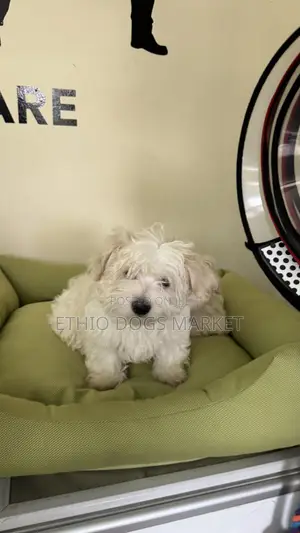 1-3 months Male Purebred Maltese