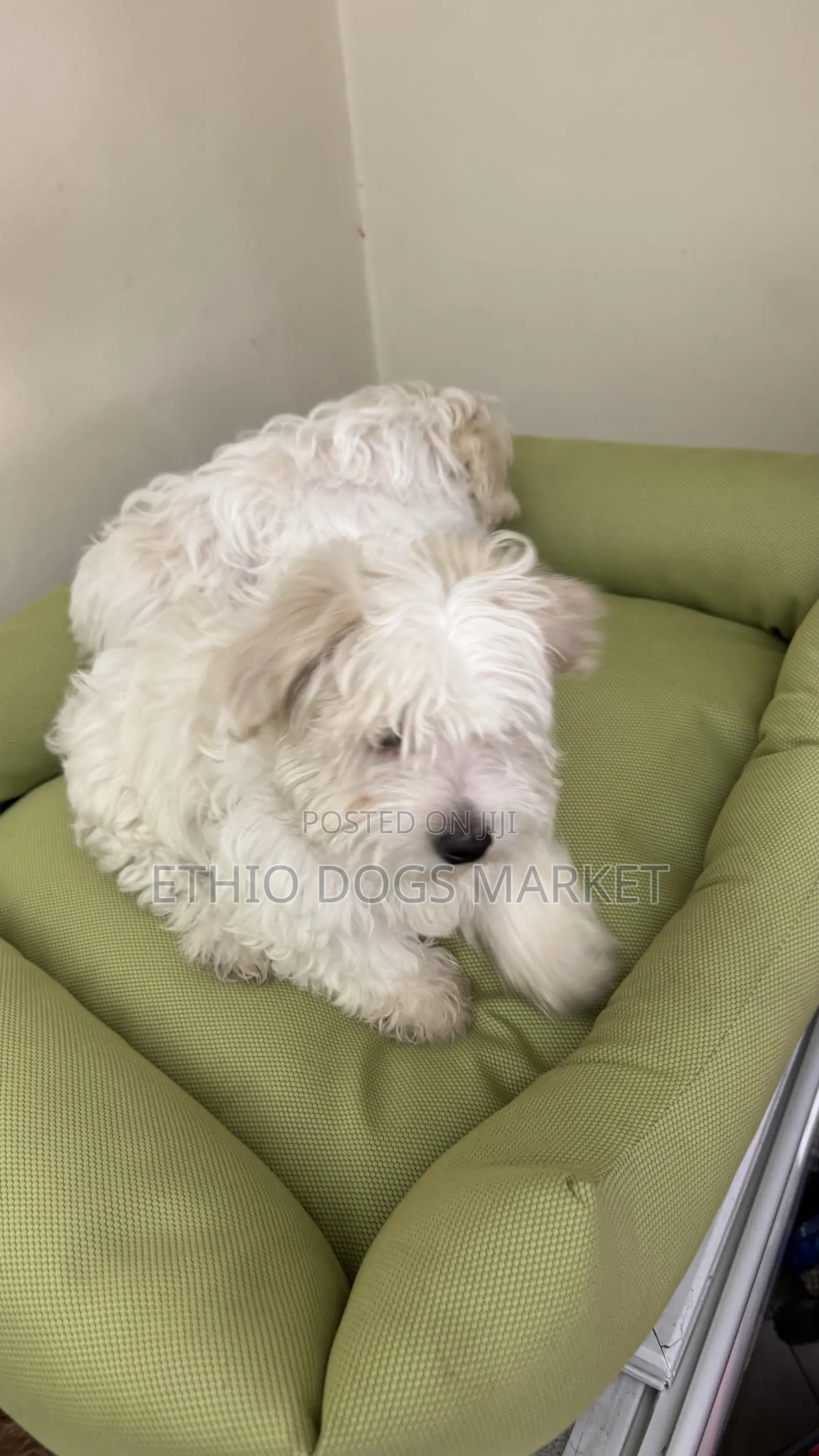 1-3 months Male Purebred Maltese