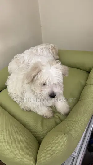 1-3 months Male Purebred Maltese