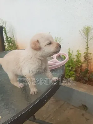 0-1 month Male Mixed Breed Labrador Retriever