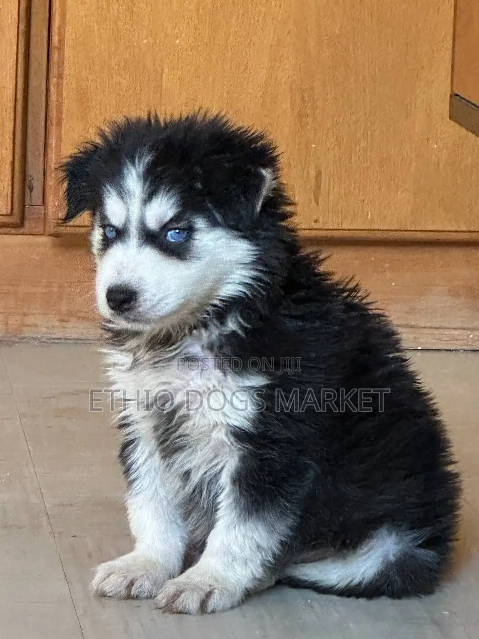 1-3 months Male Purebred Siberian Husky