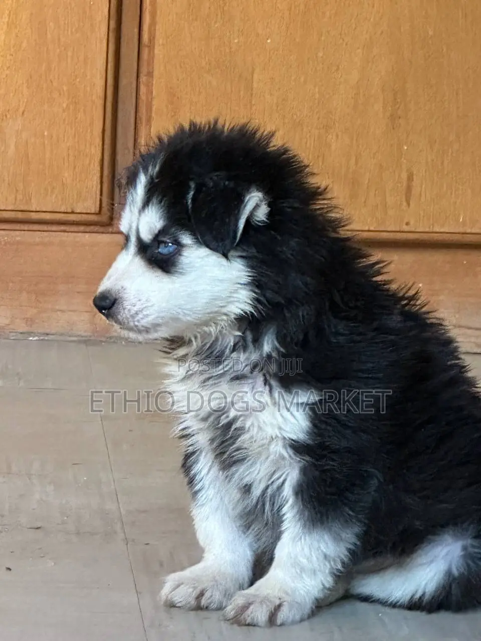 1-3 months Male Purebred Siberian Husky