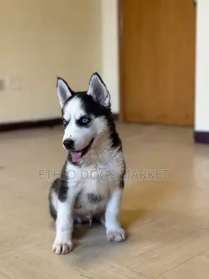 1-3 months Female Purebred Siberian Husky