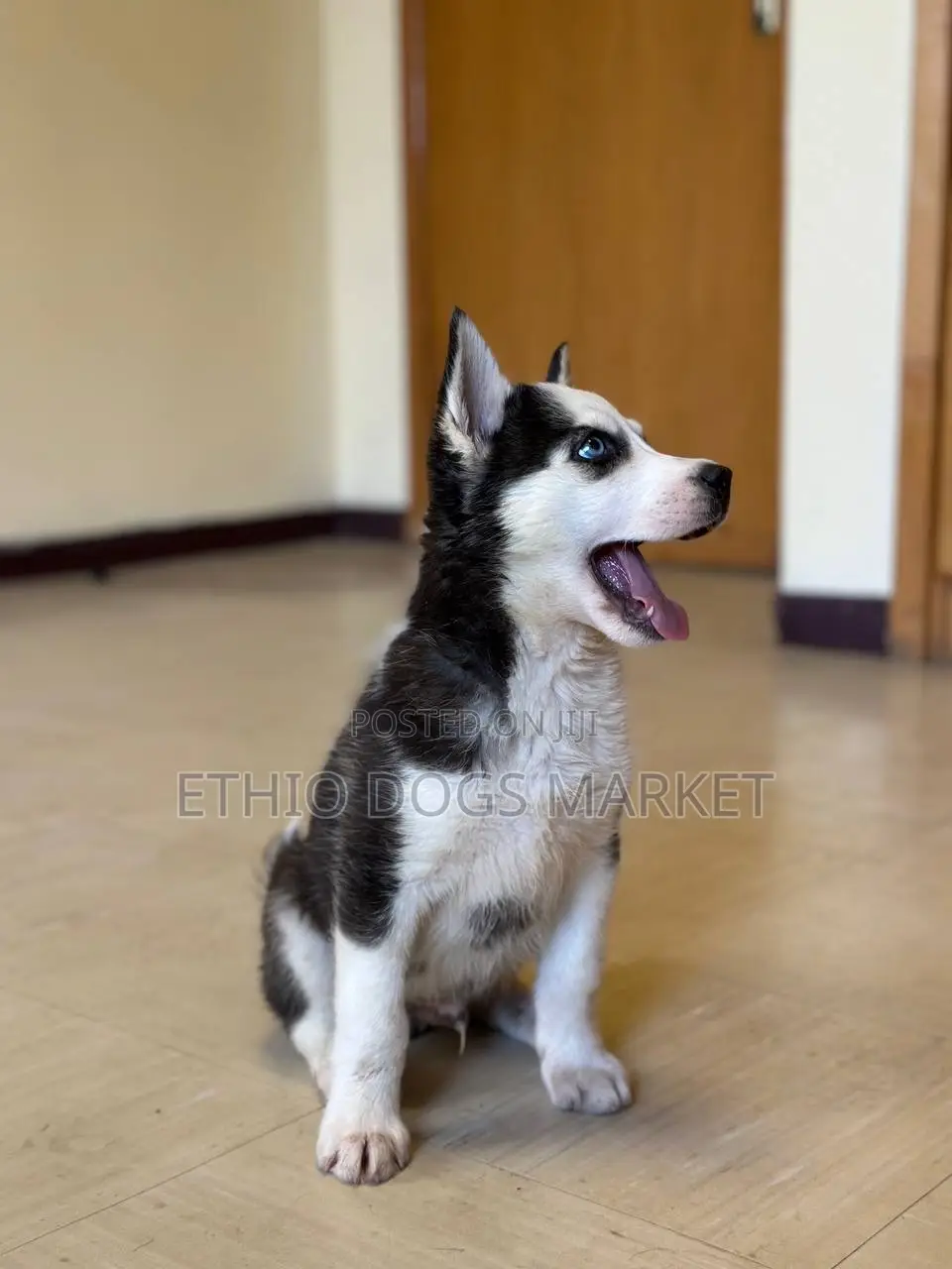 1-3 months Female Purebred Siberian Husky