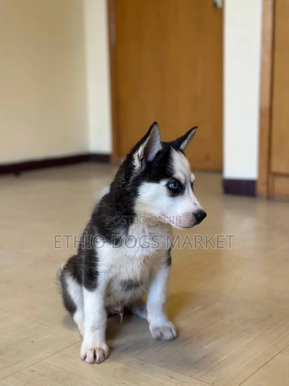 1-3 months Female Purebred Siberian Husky