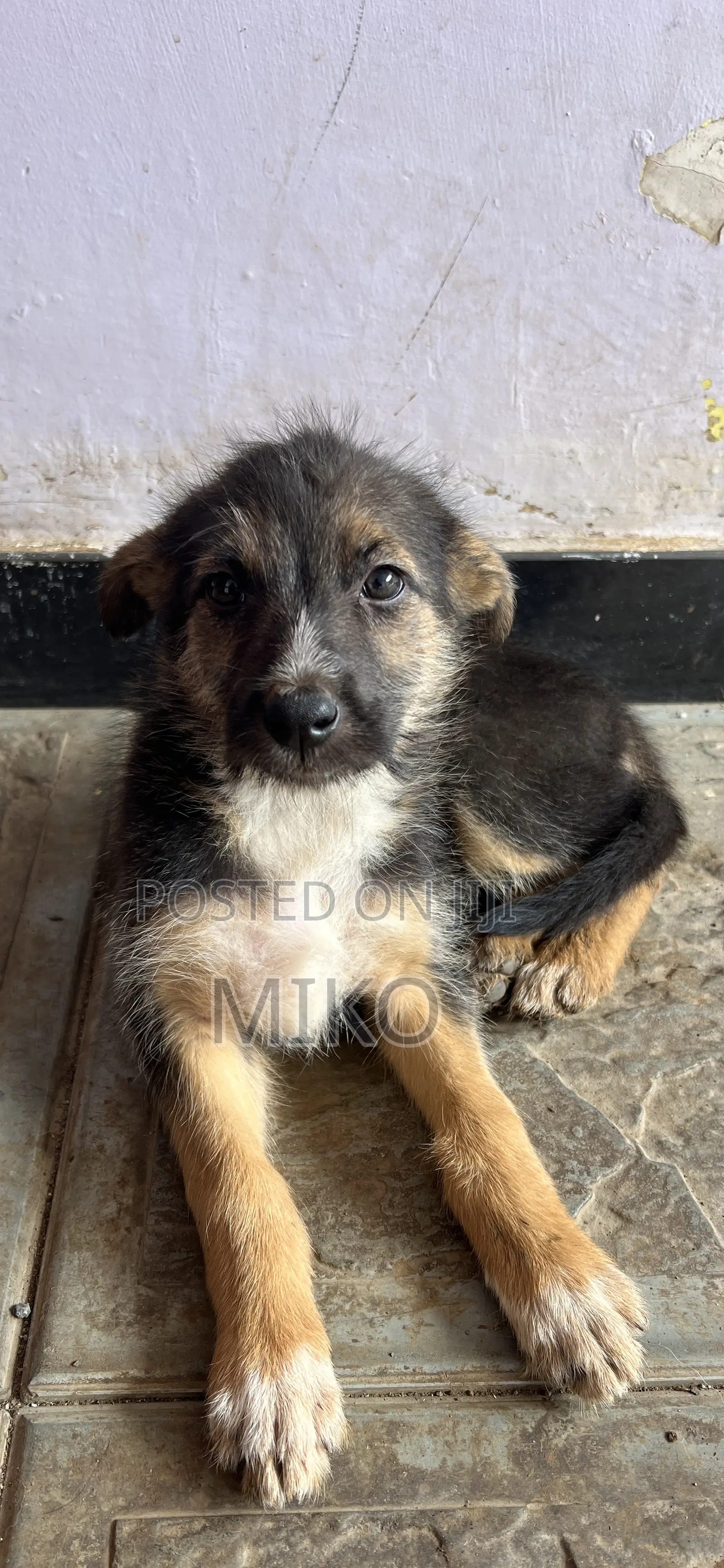 0-1 month Female Purebred German Shepherd