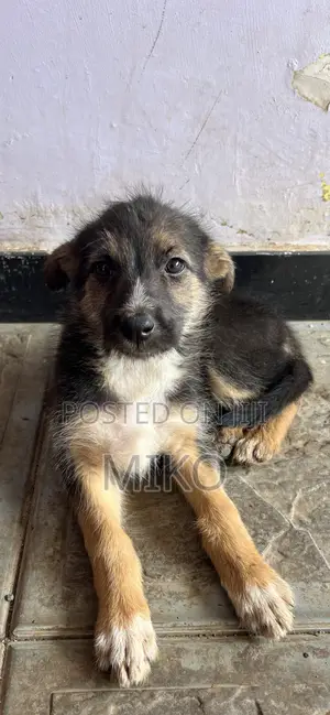 0-1 month Female Purebred German Shepherd