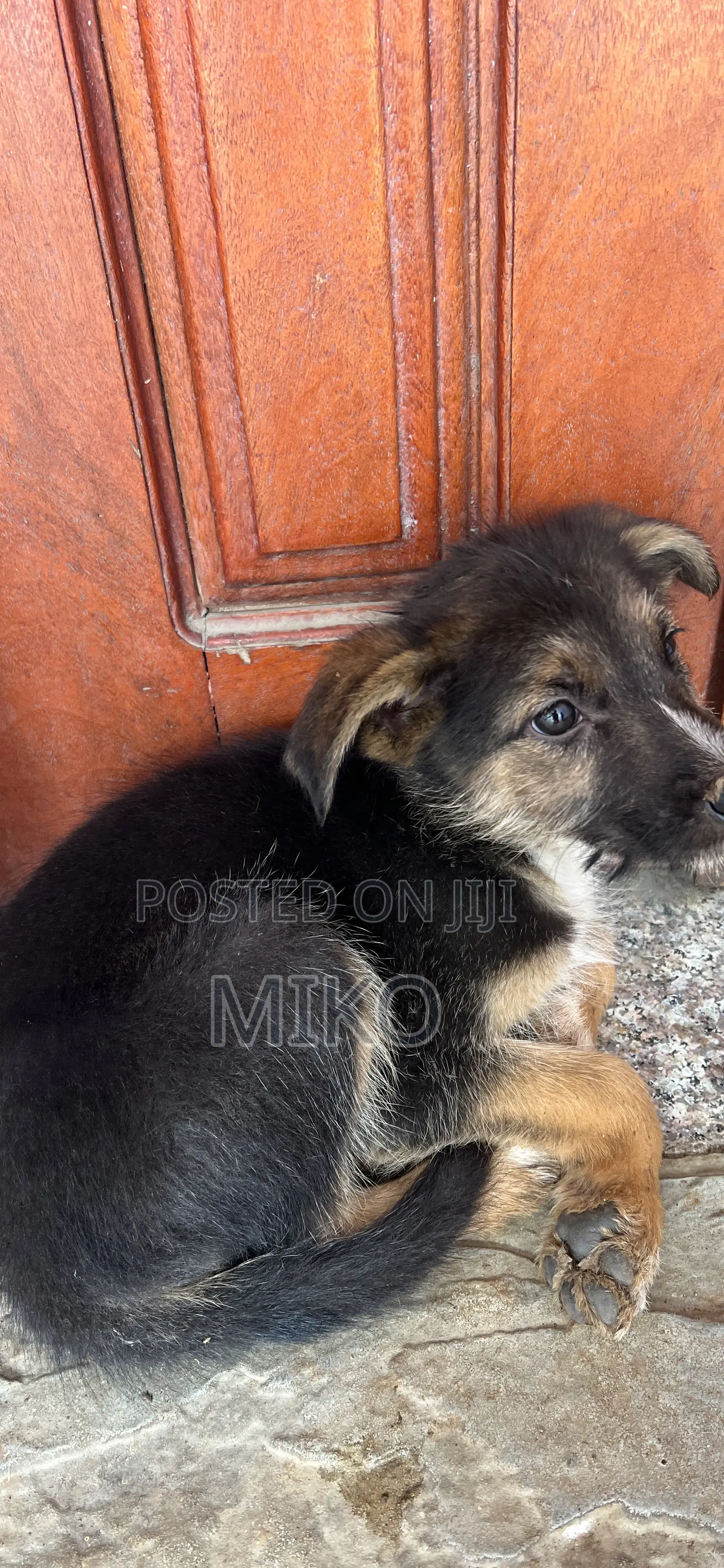 0-1 month Female Purebred German Shepherd
