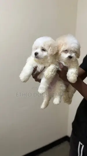 1-3 months Male Mixed Breed Maltese Shih Tzu