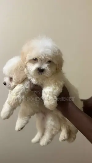 1-3 months Male Mixed Breed Maltese Shih Tzu