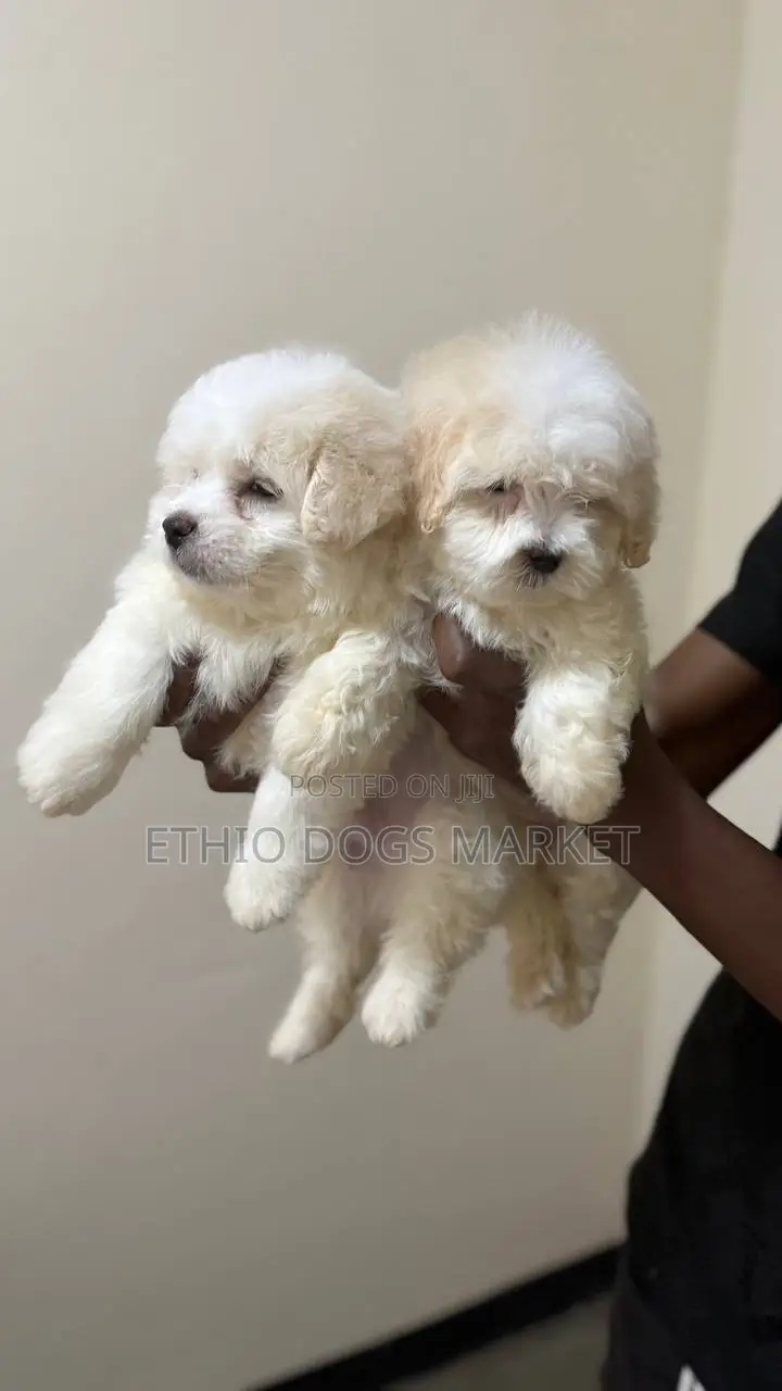 1-3 months Male Mixed Breed Maltese Shih Tzu