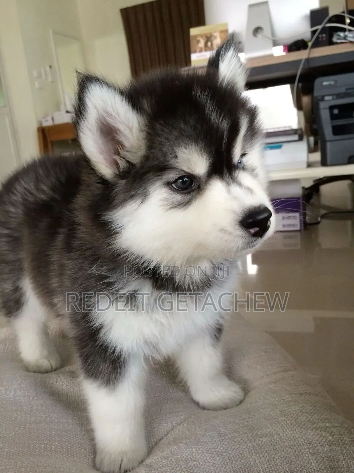 1-3 months Male Purebred Siberian Husky