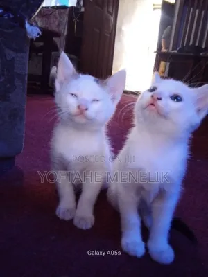 1-3 months Male Mixed Breed Turkish Van