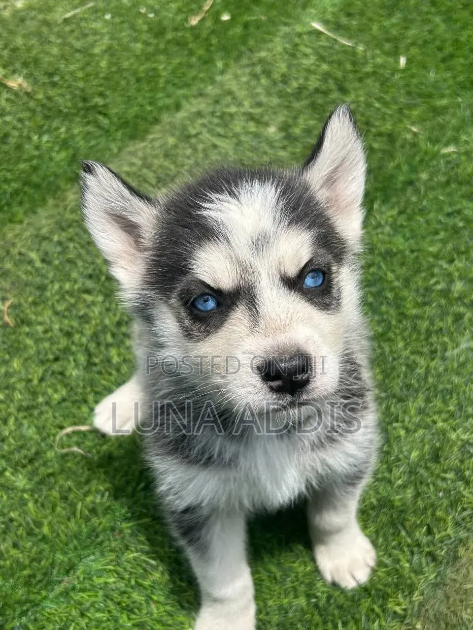 0-1 month Female Purebred Siberian Husky