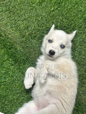 0-1 month Female Purebred Siberian Husky