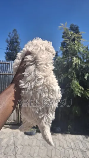1-3 months Female Purebred Maltese