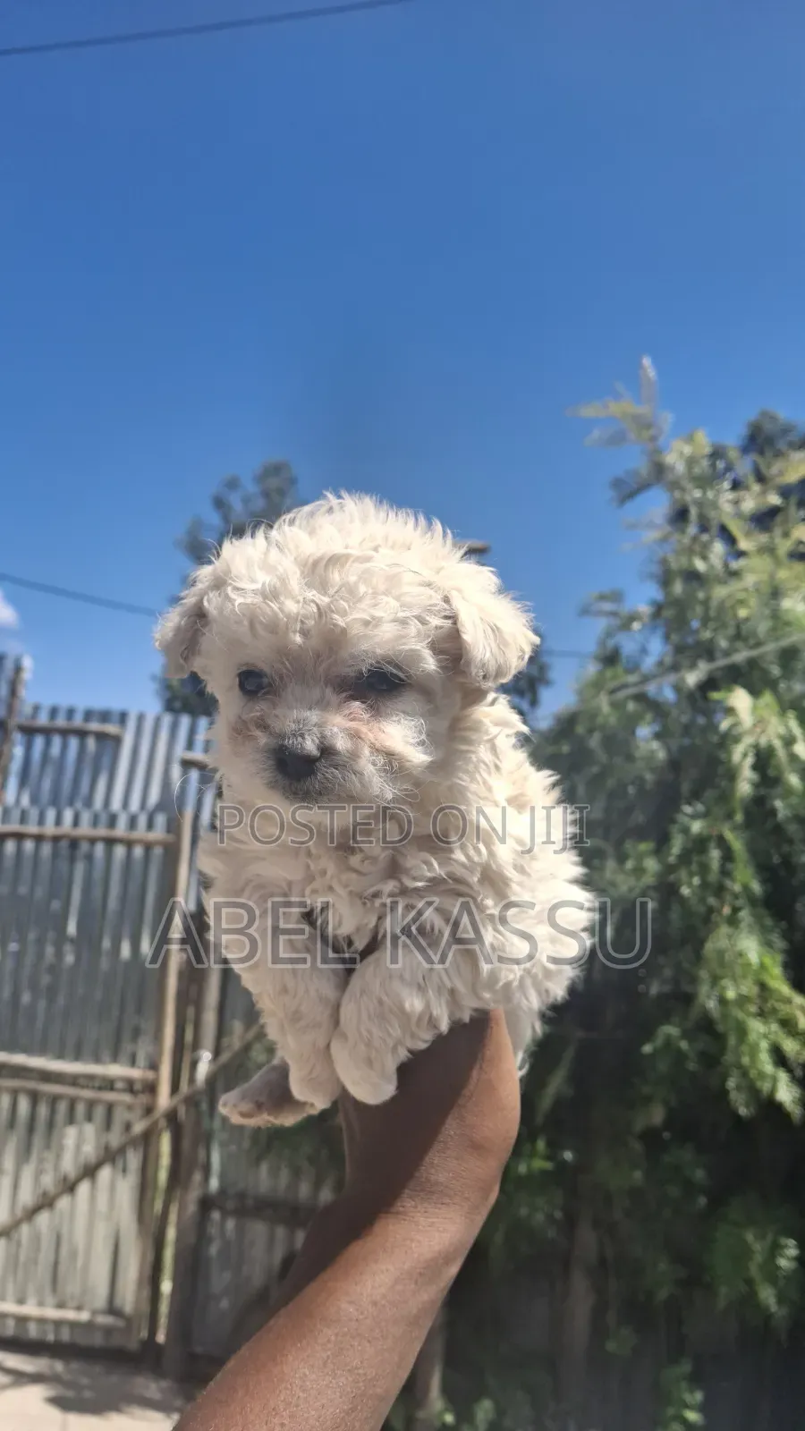 1-3 months Female Purebred Maltese
