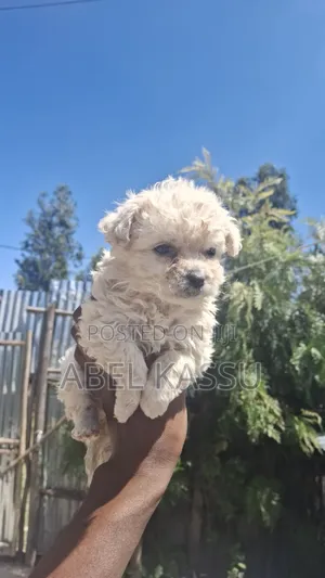 1-3 months Female Purebred Maltese