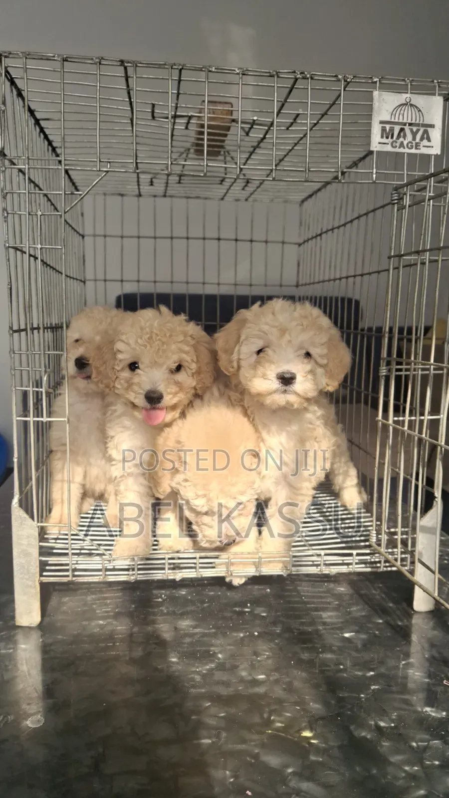 1-3 months Male Purebred Poodle