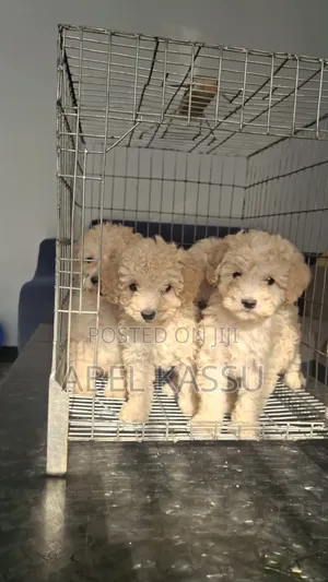 1-3 months Male Purebred Poodle