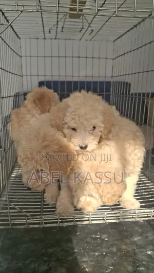1-3 months Male Purebred Poodle