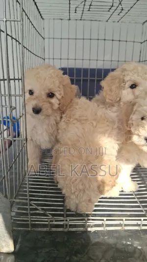 1-3 months Male Purebred Poodle