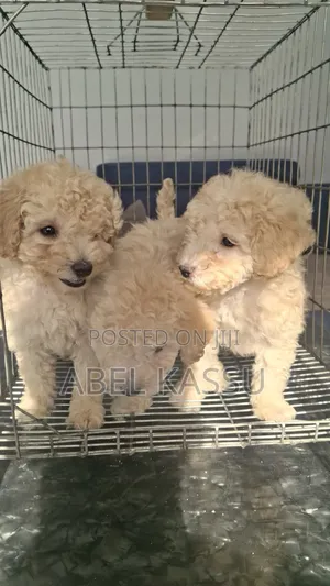 1-3 months Male Purebred Poodle